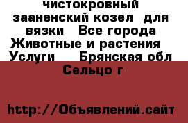 чистокровный зааненский козел  для вязки - Все города Животные и растения » Услуги   . Брянская обл.,Сельцо г.